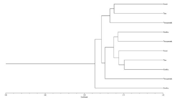 Dendrograma de ibias, basado en el coeficiente de similitud de Nei-Li y calculado con siete marcadores RAMs, con el m&eacute;todo de cal con el m&eacute;todo de clasificaci&oacute;n UPGMA, SAHN y TREE de NTSYs-pc Versi&oacute;n 1.8 [Exeter Software, Y, USA].