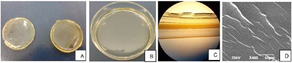 Películas de fibroína de seda y MEB A-B: Película de fibroína estabilizada con temperatura. C- Película de fibroína corte transversal, objetivo 40x. D. Microscopía Electrónica de Barrido (MEB): Superficie de películas de fibroína aumento de 400x.