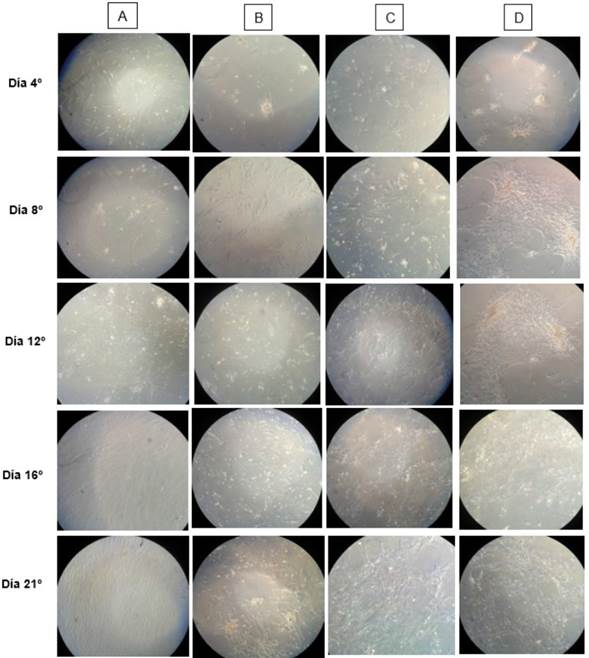 Proceso de diferenciación celular. A- CMMs en proceso de expansión sin fibroína. B- CMMs en proceso de expansión con fibroína. C- CMMs en proceso de diferenciación sin fibroína. D- CMMs en proceso de diferenciación con fibroína. Microscopio invertido 20x.