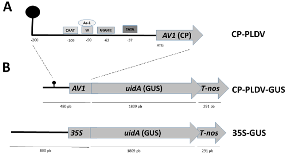 A. Identificación de elementos cis-regulatorios en la secuencia promotor del gen AV1 (CP) de PLDV. Representación gráfica del promotor CP constituido por 200 nt, donde se muestran los diferentes elementos cis-regulatorios. La región de nonanucleótidos (TAATATTAC) típica de los geminivirus se encuentra indicada con un tallo y asa en la posición 200. Los diferentes motivos y cajas, se encuentran dentro de un rectángulo de diferente color y se indica su posición con respecto al ATG del gen AV1. B. Representación gráfica de la construcción génica CP-PLDV-GUS y 35S-GUS. Ambas construcciones contienen el mismo gen reportero uidA (GUS) de 1809 pb con una región terminadora T-nos (Nopalina sintasa) de 291 pb provenientes del plásmido pBI101 (Jefferson et al., 1987).