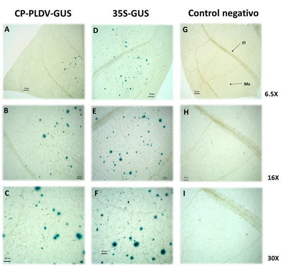 Expresión transitoria de tejido del gen GUS fusionado a la región promotora de CP de PLDV en hojas de tabaco bombardeadas in vitro. A, B y C, hojas bombardeadas con la construcción CP-PLDV-GUS; D, E y F, hojas bombardeadas con el control positivo de expresión, pBI121 (Construcción 35S-GUS); G, H e I, hojas no bombardeadas (control negativo). Observación en Estereoscopio Carl Zeiss a 6.5, 16 y 30X. Con una flecha se indica la localización de las células de Floema (Fl) y Mesofilo (Ms) en las hojas.