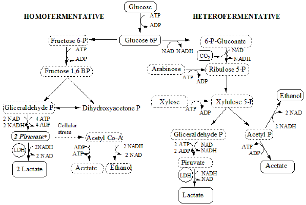 Metabolism of lactic acid bacteria - homofermentative and heterofermentative pathway. (Adapted from Hofvendahl & Hagerdal, 2000).