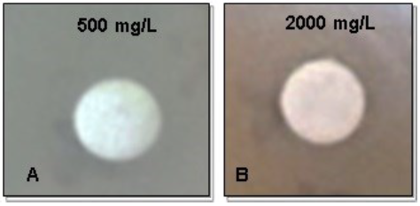 Prueba de difusi&oacute;n en disco para aislados de Pseudomonas spp (Aislado P01). A) Evaluaci&oacute;n del crecimiento bajo concentraci&oacute;n de 500mg/L de soluci&oacute;n de (Pb(NO3)2) B) Evaluaci&oacute;n del crecimiento bajo concentraci&oacute;n de 2000mg/L de soluci&oacute;n de (Pb(NO3)2). Tiempo de incubaci&oacute;n durante 24 horas a 35&deg; C.