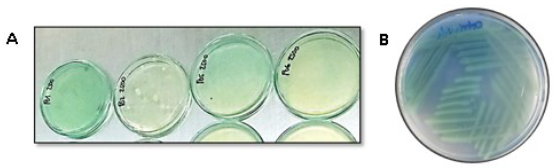 Prueba de viabilidad y obtenci&oacute;n de aislados puros A) Aislamiento de Pseudomonas aeruginosa para verificaci&oacute;n de viabilidad posterior a 10 d&iacute;as de incubaci&oacute;n con una concentraci&oacute;n de soluci&oacute;n de plomo a 2500mg/L, donde se evidencia la producci&oacute;n de pigmento en los aislados P01, P05 y P06. B) Pigmento caracter&iacute;stico del aislado P05 aislado inicialmente del agua residual.