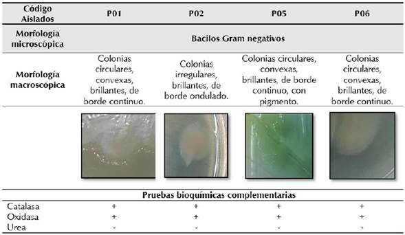 Descripci&oacute;n de caracter&iacute;sticas macrosc&oacute;picas, microsc&oacute;picas e identificaci&oacute;n bioqu&iacute;mica de los aislados.