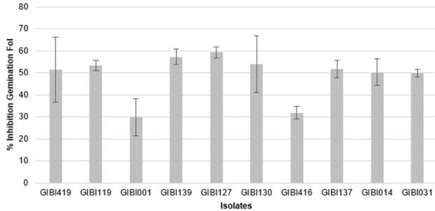Percentage of inhibition of Fol spore germination, with 10 isolates of PGPR.