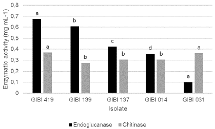 Production of lytic enzymes endoglucanases and chitinases by the PGPR selected. Enzymatic activity measured as the mg / mL of sugar released in the reaction with DNS (dinitrosalicylic acid).