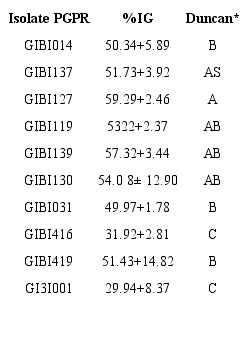 Percentage of Inhibition of Fol Germination by the PGPR evaluated (24 hours of evaluation).