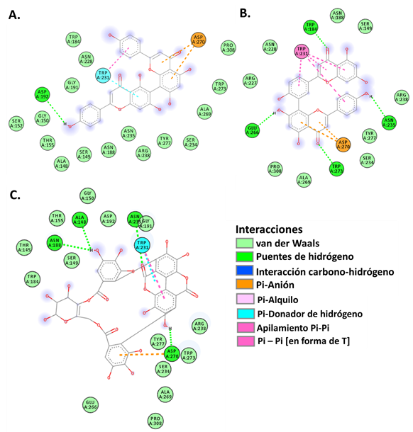 Representaci&oacute;n bidimensional de las interacciones y residuos activos implicados en la formaci&oacute;n de los complejos con las Importinas α1. A. Agatisflavona. B. Amentoflavona. C. Punicalina.