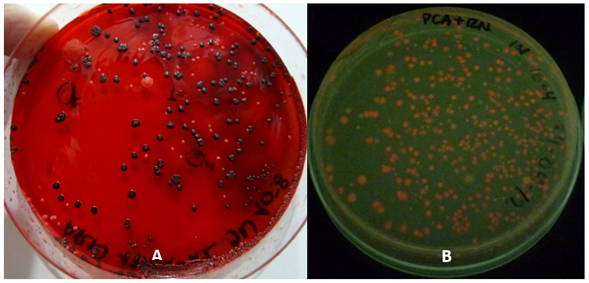 Crecimiento inicial de colonias aisladas de efluentes industriales sobre agar BHI suplementado con rojo Congo y sacarosa (A) y PCA suplementado con Rojo Nilo (B)