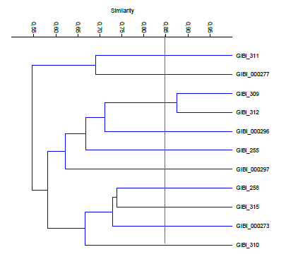 Dendrograma de bacterias Gram positivas productoras de EPS.