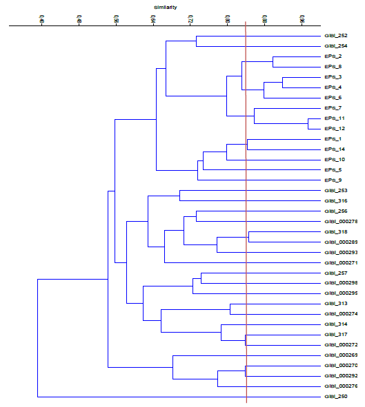 Dendrograma de bacterias Gram negativas productoras de EPS