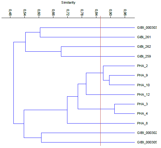 Dendrograma de bacterias Gram positivas productoras de PHA.