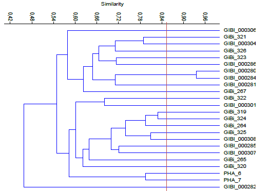Dendrograma bacterias Gram negativas productoras de PHA.