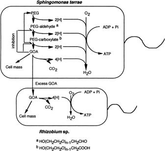 Mecanismo de degradación de PEG por cultivo mixto simbiótico Gram Negativo S. terrae y Rhizobium sp.