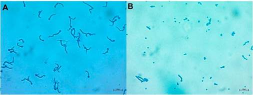Germinación de conidios de B. bassiana Bv062 A) Conidios sin exposición a fungicidas. B) Conidios expuestos a fungicida. Observación en microscopio de luz, 40 x.