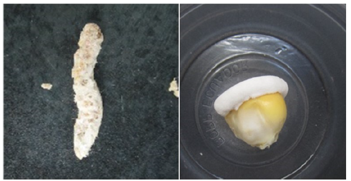 Larvas con sintomatología de infección por B. bassiana Bv062.