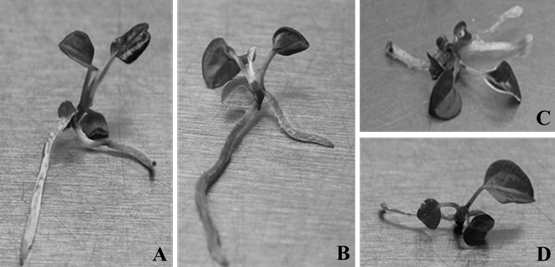 Plantas in vitro de Anthurium magnificum Linden obtenidas con diferentes concentraciones de AgNO3, a los 60 días. (A) medio de cultivo control, (B) 1,0 mg L-1 de AgNO3, (C) 2,0 mg L-1 de AgNO3, (D) con 3,0 mg L-1 de AgNO3.