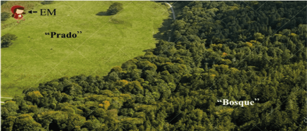 Caperucita el prado y el bosque