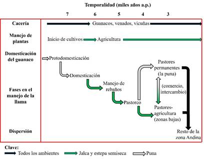 Proceso de evoluci�n de la domesticaci�n del guanaco hacia la llama y hasta el pastoreo (elaborado por Ra�l Valadez)  