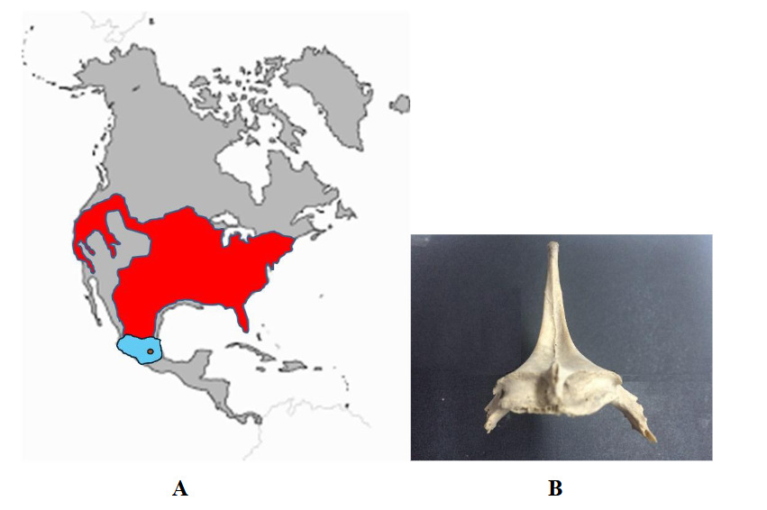 (A) Mapa de distribuci�n de la especie Meleagris gallopavo (zona coloreada de rojo y azul), regi�n donde habit� la subespecie M. gallopavo gallopavo (espacio azul) y sitios donde se han encontrado los m�s antiguos restos (c�rculo). (B) Vista anterior de una quilla de guajolote descubierta en el sitio de Huixtoco, cuya antig�edad fue de 2,500 a�os a. p. y cuya morfolog�a es, indudablemente, la propia de un ejemplar dom�stico (Medina et al., 2020: 34-37; elaborado por Ra�l Valadez)  