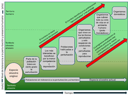 Proceso de domesticaci�n de animales. Durante el proceso, la adaptaci�n progresiva al �mbito humano es fundamental, aunque s�lo al final el hombre toma conciencia de esta nueva forma de animal ligada a su espacio (elaborado por Ra�l Valadez)