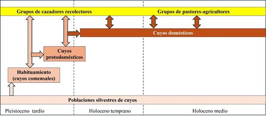 Proceso de domesticaci�n del cuyo iniciada desde el Pleistoceno, gracias a su habilidad para aprovechar los campamentos humanos (elaborada por Ra�l Valadez) 