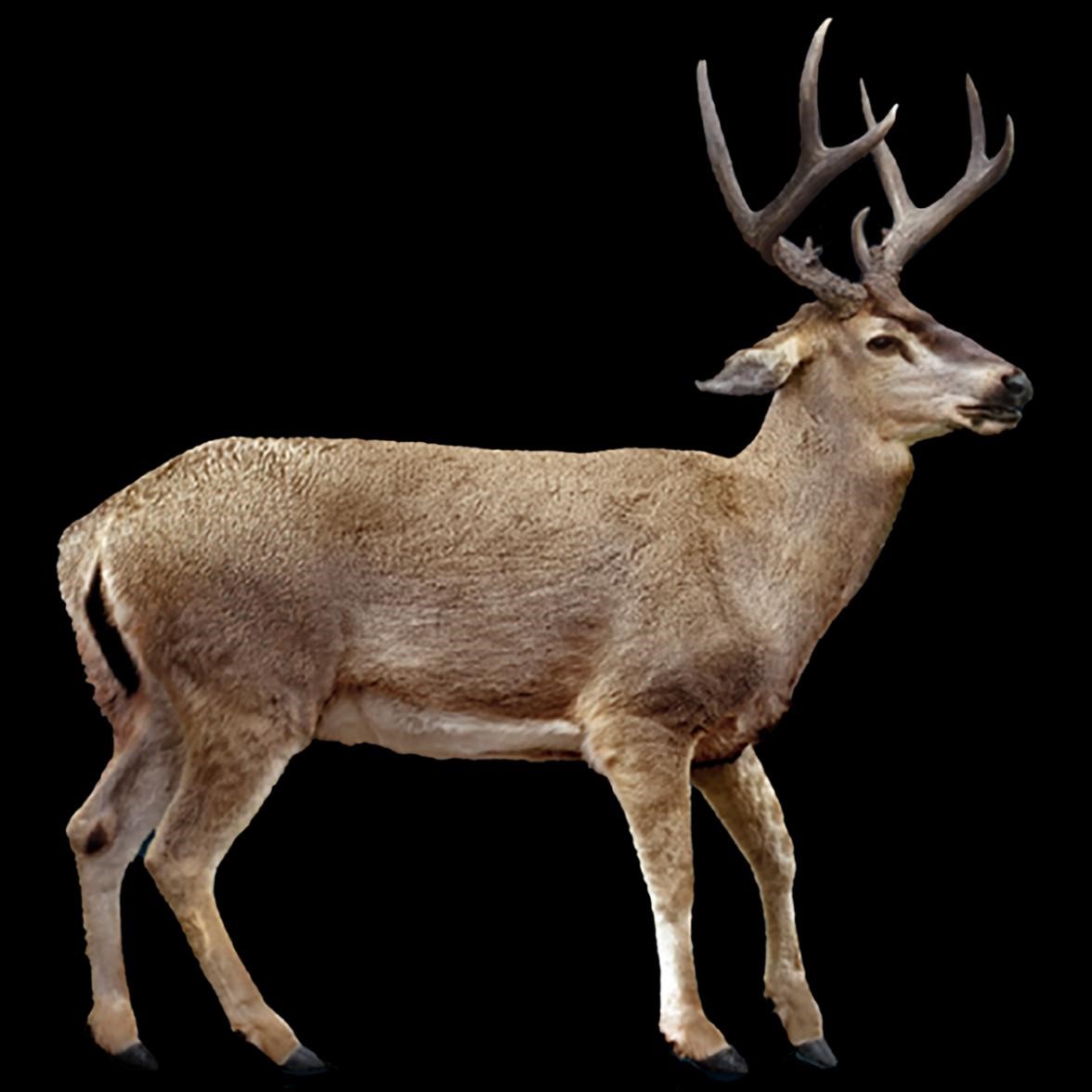 Venado de las monta�as. Modificado de Sergio de la Rosa, 2012. Fuente: Comisi�n Nacional para el Conocimiento y Uso de la Biodiversidad.