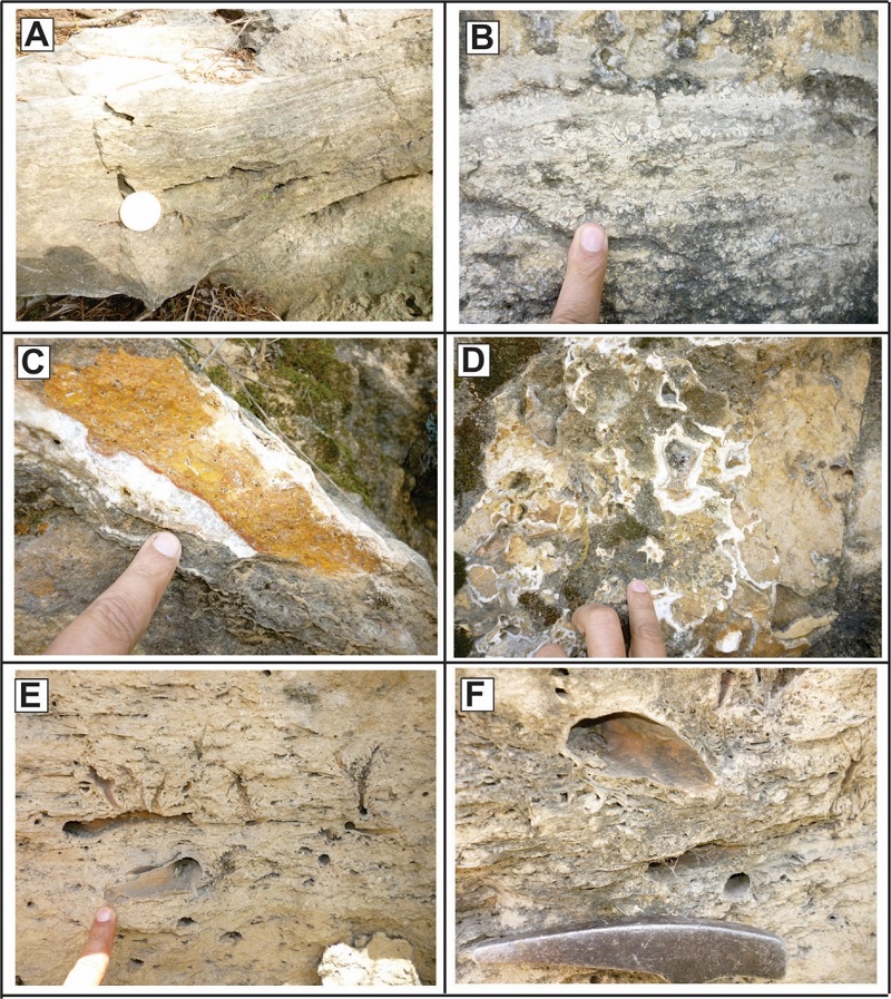 Estructuras, texturas y facies de la unidad travertino Ixtapan de la Sal. A. Estrato de travertino con laminaciones paralelas y onduladas. B. Travertinos granulares con oncoides y esferulitas. C. Fractura con texturas brechadas con oxi/hidr�xidos de Fe y otras limonitas. D. Texturas de recristalizaci�n acompa�adas de disoluci�n en zonas de vetas de calcita. E. Laminaci�n ondulada, textura esponjosa y textura de filiformes. F. Textura esponjosa, estructuras org�nicas y restos de plantas