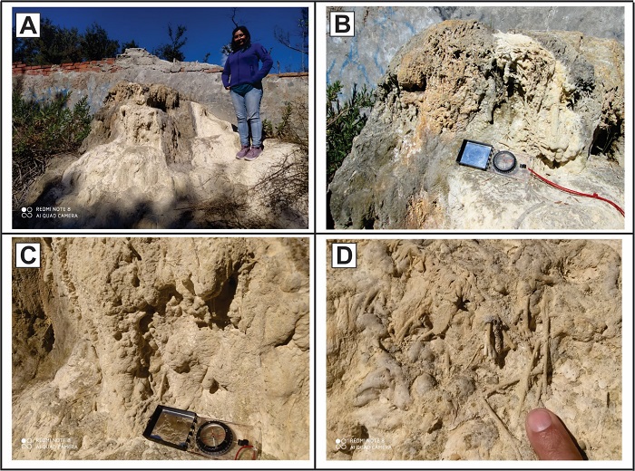 Estructuras y texturas de cristalizaci�n de carbonatos en salidas de agua termal cercana a manantiales. A. Estructura monticular con desarrollo de columnas de precipitados de carbonato y sedimento arcilloso. B. Estructuras de escurrimiento sobre el mont�culo. C. Estructuras lobuladas, estalactitas y estalagmitas de precipitaci�n de carbonatos. D. Abundantes fragmentos de restos de plantas cubiertos por carbonatos con arcillas.