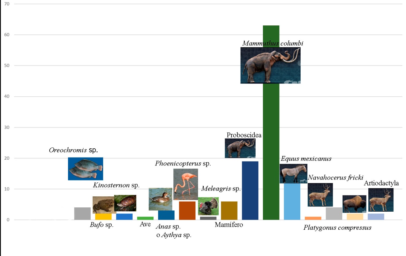 Relaci�n de especies identificadas a partir de los restos �seos (n�mero de especies) del Predio Diana (im�genes tomadas de Conabio, 2019).  