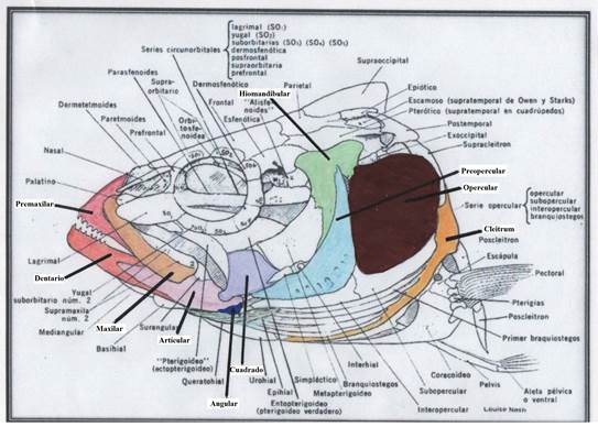 Huesos diagn�sticos en perca com�n (dibujo modificado de Louise Nash)