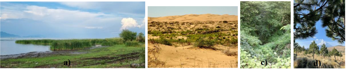 Diferentes tipos de ambiente y vegetaci�n: a) lacustre, b) desierto, c) selva baja y d) bosque de altura (archivo fotogr�fico de Diana Mart�nez)