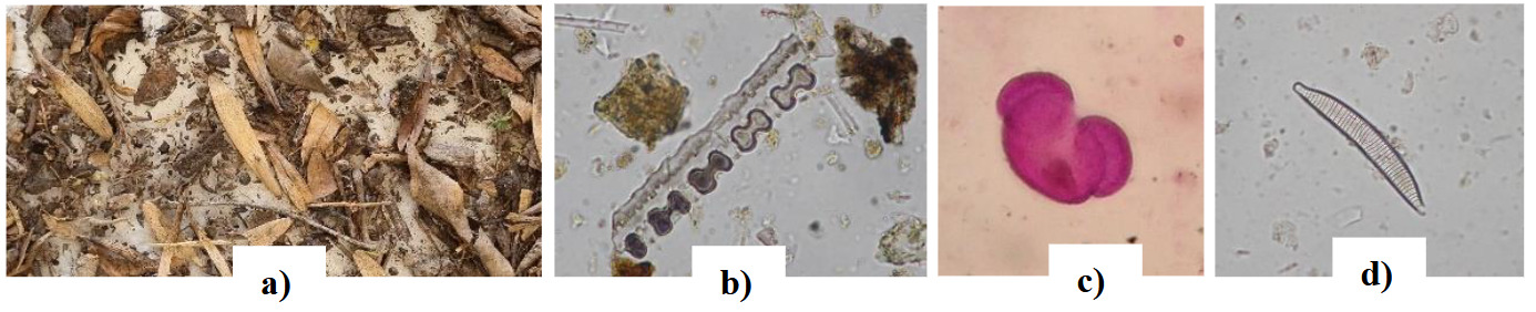 Ejemplos de materiales macrosc�picos y microsc�picos: a) hojarasca en la que se muestra la presencia de semillas y fragmentos vegetales diversos, b) fitolitos bilobados de pastos de la subfamilia Panicoideae, algunos carbonizados (40X), c) polen de pino Pinus sp. (40X), d) diatomea de agua dulce del g�nero Epithemia (40X) (Fotograf�as LPP)