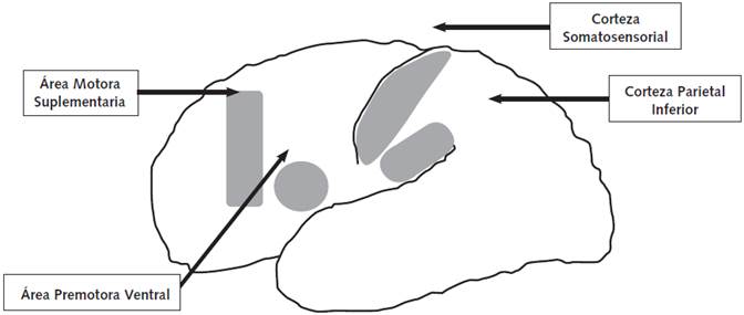 Localización del sistema de neuronas espejo. En gris se muestran las zonas que tienen actividad carac terística (8-15Hz) de las neuronas espejo, donde la corteza somatosensorial es el paso de los axones de dichas neuronas que proyectan a zonas específicas del lóbulo frontal (lf). Modificado de Achariya y Shukla (2012).