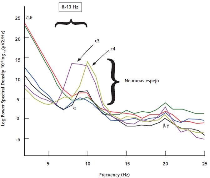 Análisis unidimensional de espectro de frecuencia por trasformada rápida de Fourier (fft). En el eje de las X se presenta la frecuencia (Hz) de la actividad cerebral en un rango de 0.1 a 25 Hz. En el eje de las Y se grafica la intensidad de cada una de las frecuencias, es decir, a mayor puntuación en Y mayor intensidad y mayor actividad de las neuronas. Nótese la activación de las frecuencias localizadas en el rango de 8 a 13 Hz (indicada por la llave) de los registros obtenidos de c3 y c4 (flechas) que corresponde a la frecuencia μ característica de las neuronas espejo. También se pueden observar frecuencias a en rango de 7-14 Hz que son características de las cortezas occipitales (o1 y o2); frecuencias b y g características de cortezas frontales (f3 y f4) así como frecuencias δ (0.5-3 Hz) y θ (4-7 Hz) características la corteza frontal que se presentan en procesos de concentración.