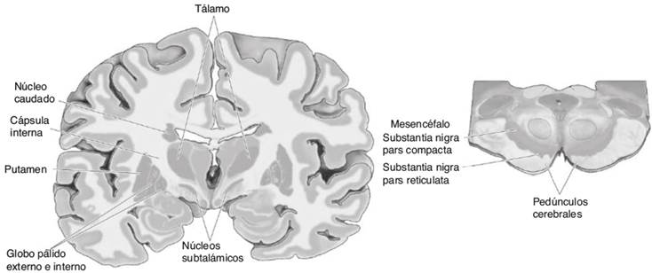 Estructura que forman los ganglios basales (modificada de la referencia 4)
