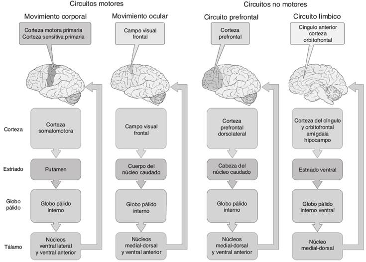 Conexiones de los ganglios basales (modificada de la referencia 4)