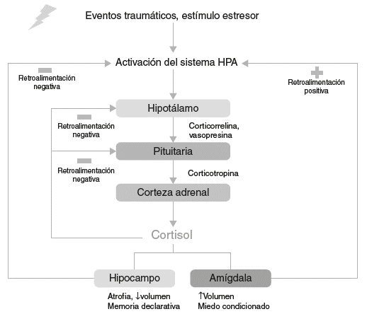 Eje hipot&aacute;lamo-pituitario-adrenal (HPA).