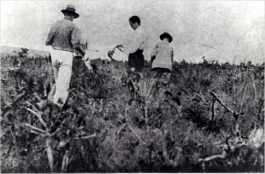 Attilio Corrêa Lima (centro) demarcando o ponto central de Goiânia em áreas de campo cerrado. Goiânia-GO, 1932