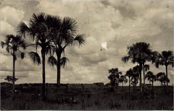 Vista dos buritizais que compõem o parque urbano dos Bosque dos Buritis, 1937. Ao fundo, o Palácio das Esmeraldas