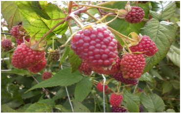 Mora de Castilla sin espinas