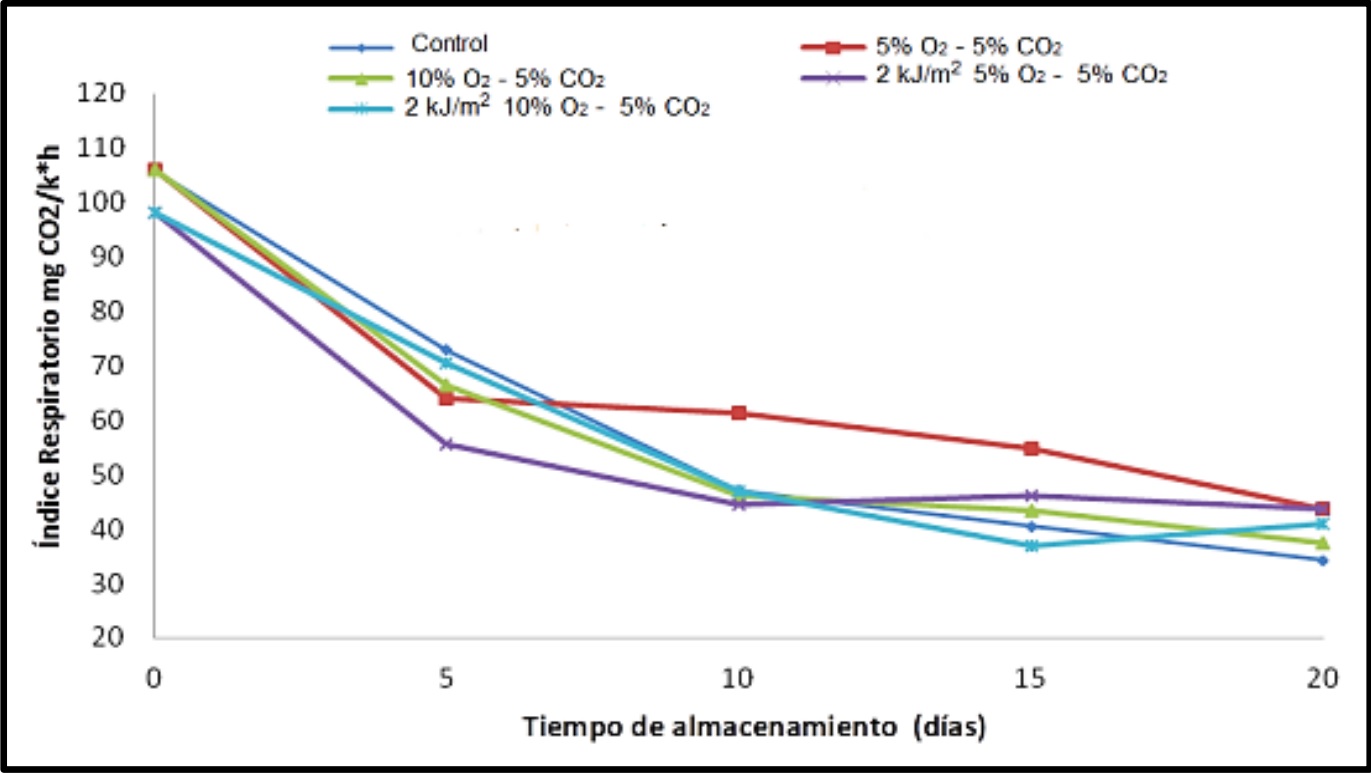 Índice Respiratorio de mora
de Castilla sin espinas durante el almacenamiento. Diferencia de Tukey = 22.62