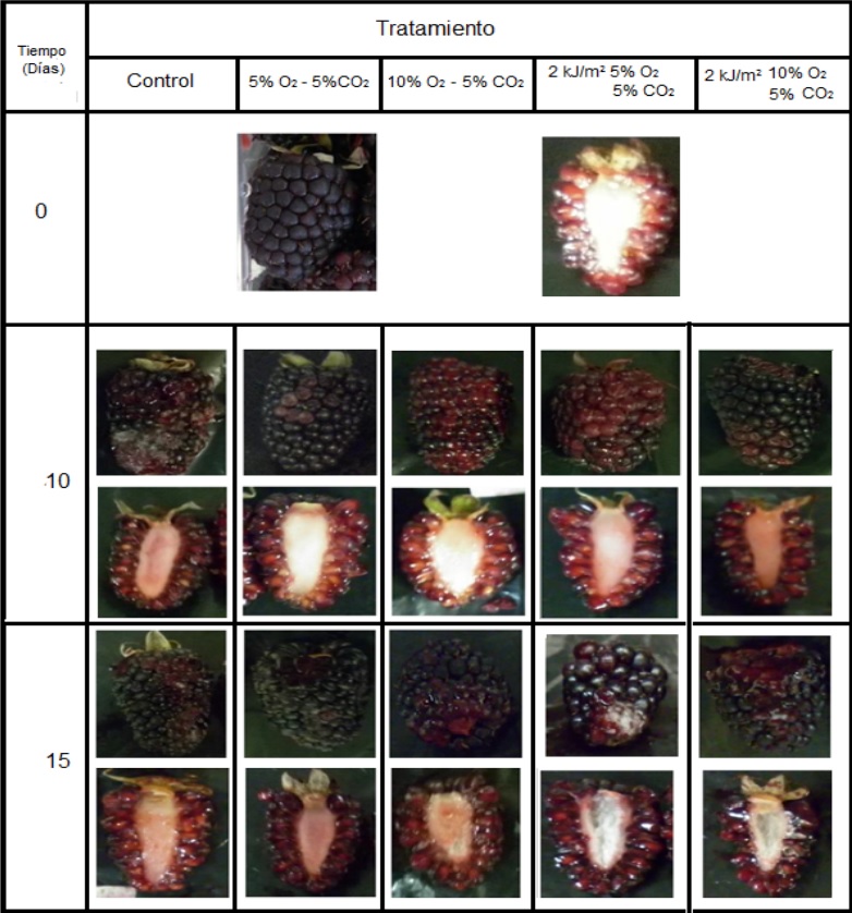 Avance del daño externo e interno del tejido de
mora control y tratado durante el almacenamiento.