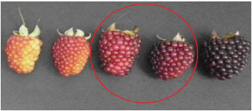 Grados de madurez de mora
de Castilla sin espinas