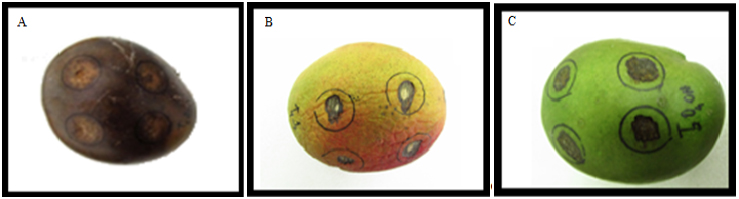 Frutos de manga após 17 dias de experimento