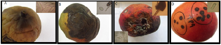 Sintomas de doenças de pós-colheita em frutos de manga