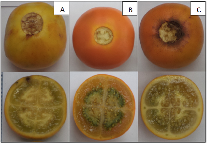 Apariencia externa e interna de variedades de naranjilla (Solanum quitoense): (A) Agria,
(B) Baeza y (C) Iniap-Quitoense-2009