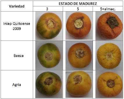 Apariencia de los frutos de naranjilla de las variedades Iniap-Quitoense
2009, Baeza y Agria en sus estados de madurez 3, 5 y luego de 14 días de almacenamiento
a temperatura ambiente