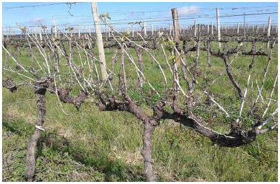 Poda seca da Vitis vinifera L &lsquo;Cabernet Sauvignon&rsquo;
em agosto de 2015, Candiota/RS.